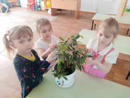 Уход за комнатными растениями в детском саду! Уход за комнатными растениями в детском саду!.